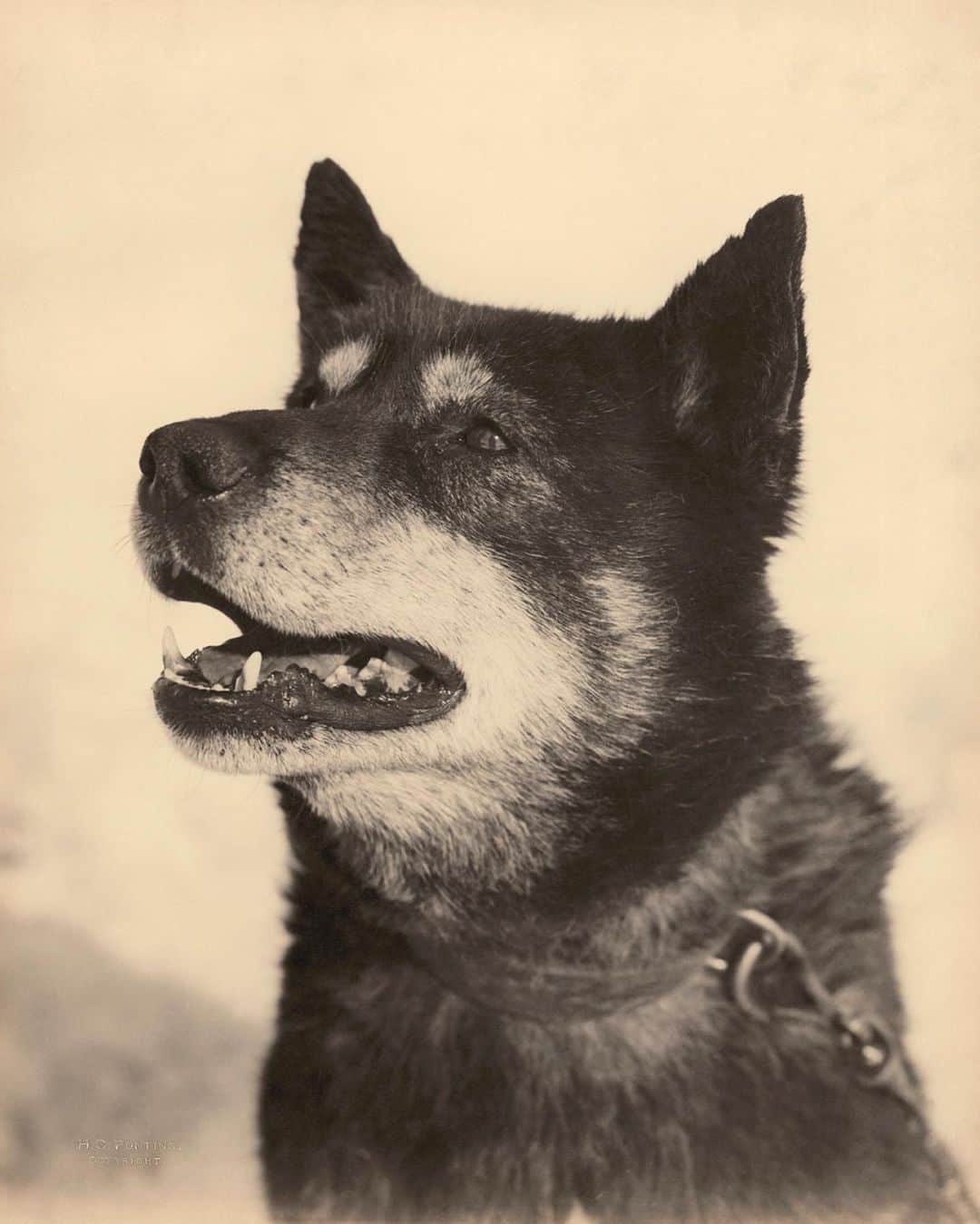 National Geographic Creativeさんのインスタグラム写真 - (National Geographic CreativeInstagram)「Photo by Herbert G. Ponting | A portrait of a dog resting on the British Antarctic Expedition of 1910. #ThrowBackThursday #BlackAndWhite #Antarctica」7月12日 0時43分 - natgeointhefield