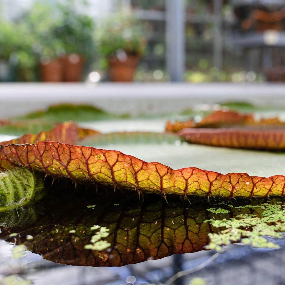 ニューヨーク植物園さんのインスタグラム写真 - (ニューヨーク植物園Instagram)「The #Victoriaamazonica water lilies we've been growing in our Nolen Greenhouses are ready for their big debut during Brazilian Modern: The Living Art of Roberto Burle Marx! As the largest species of lily pad on Earth, they won't be hard to spot in the Haupt Conservatory Courtyard Pools this summer. #plantlove」7月12日 0時46分 - nybg