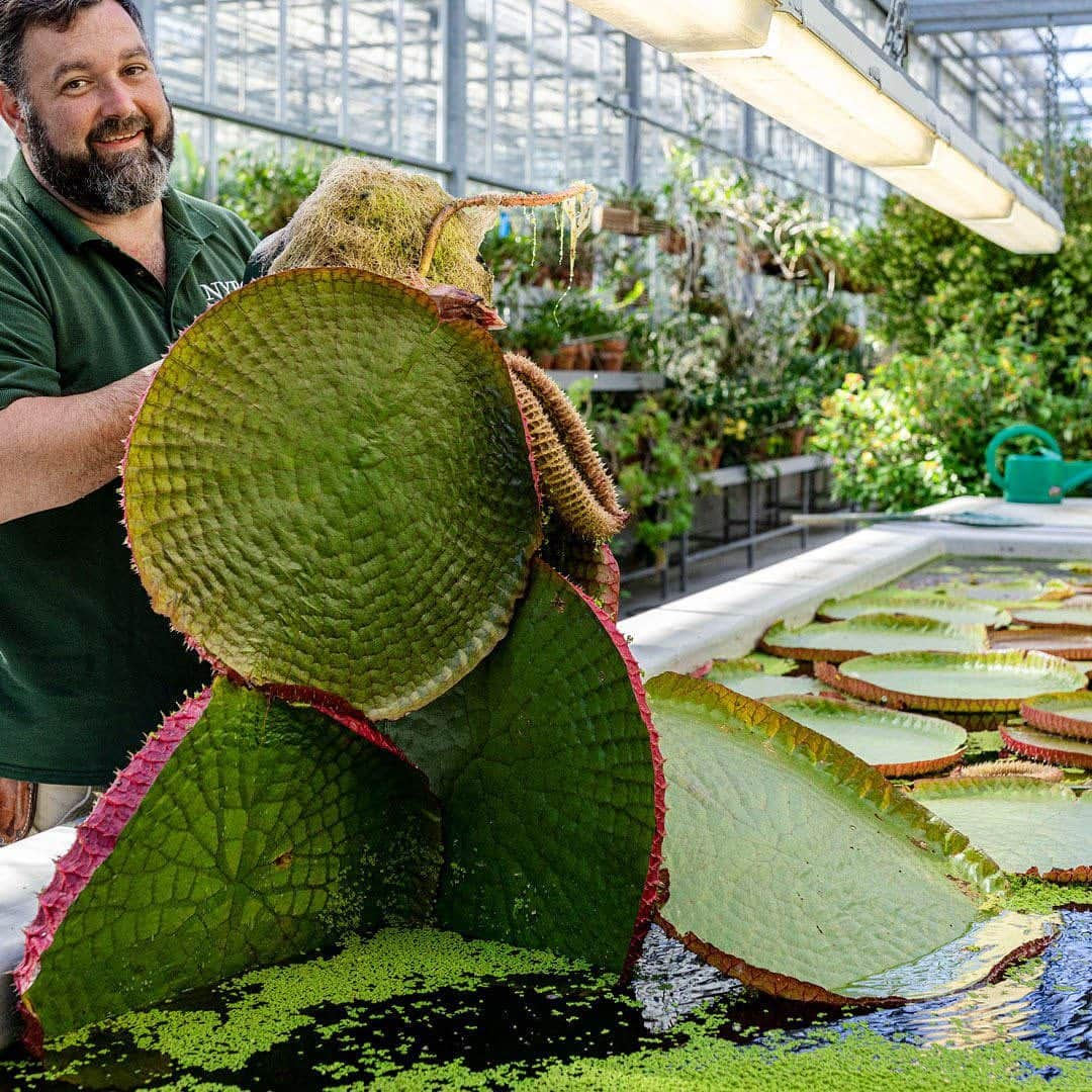 ニューヨーク植物園さんのインスタグラム写真 - (ニューヨーク植物園Instagram)「The #Victoriaamazonica water lilies we've been growing in our Nolen Greenhouses are ready for their big debut during Brazilian Modern: The Living Art of Roberto Burle Marx! As the largest species of lily pad on Earth, they won't be hard to spot in the Haupt Conservatory Courtyard Pools this summer. #plantlove」7月12日 0時46分 - nybg