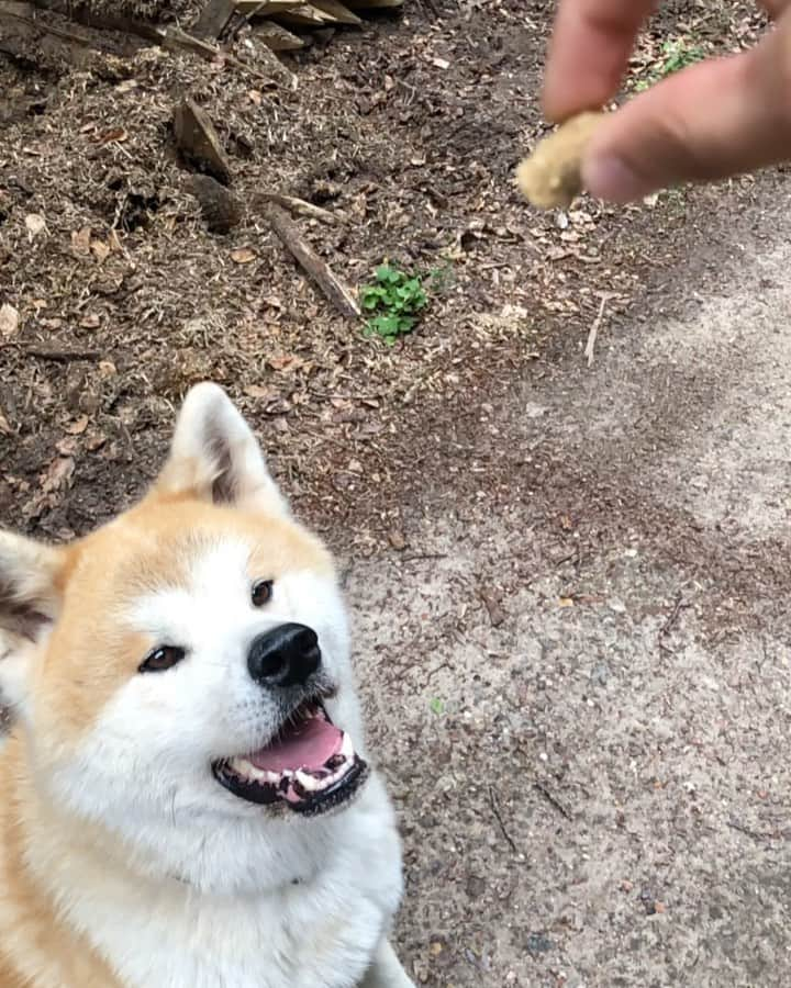 Mikkaのインスタグラム：「Treaaaaaaaaat 😬😍 #akita #akitainu #dogtreats」