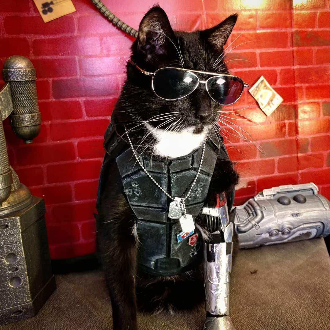 猫コスプレさんのインスタグラム写真 - (猫コスプレInstagram)「"You would not believe the encryption on these timed autofeeders..." #Cyberpunk2077 . . . . . . . . . . . . . . . #JohnnySilverhand #johnnysilverhandcosplay #cyberpunk #cyberpunkcosplay #catsinclothes #catclothes #catcosplay #cosplay #videogames #videogamecosplay」7月12日 1時29分 - cat_cosplay