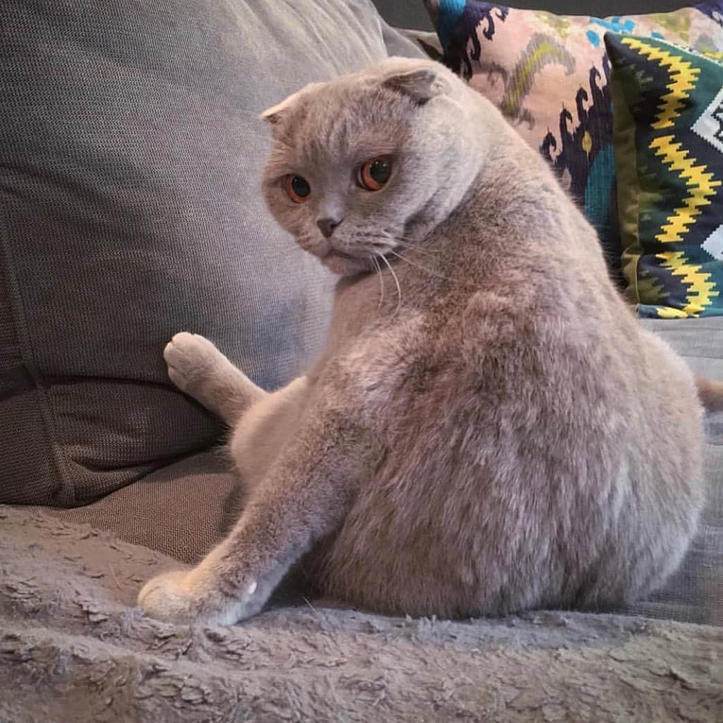 Millaさんのインスタグラム写真 - (MillaInstagram)「When you mad, but bae made dinner and you're hungry. 😾🍽😹 lol #CATtitude #MillaTheCat #tbt #currentmood」7月12日 1時23分 - millathecat