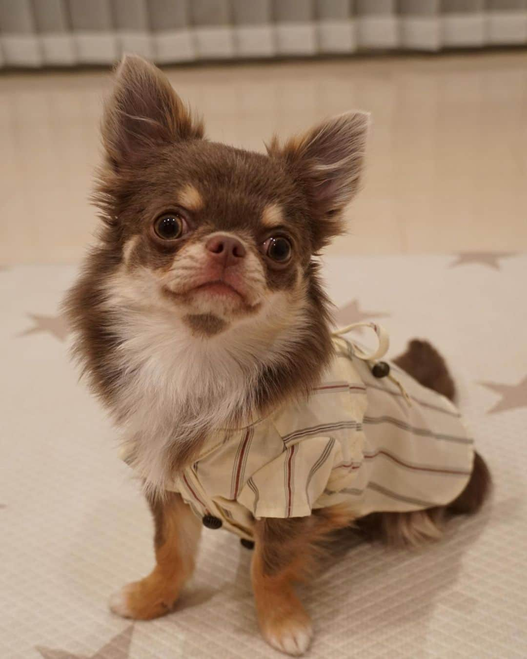 佐々木洋平さんのインスタグラム写真 - (佐々木洋平Instagram)「ブラウスを着るリオン  #chihuahua #chihuahualife #chihuahuagram #chihuahualover #ilovemydog #dogstagram #チワワ #イザベラタンチワワ #ちわわ」7月12日 1時53分 - panicrew_yohey