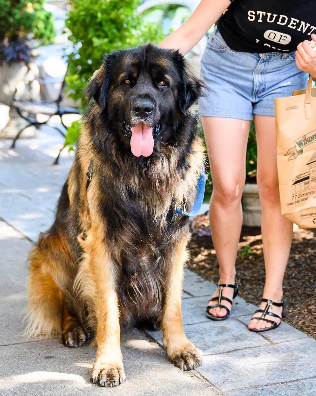 The Dogistさんのインスタグラム写真 - (The DogistInstagram)「Brody, Leonberger (2 y/o), Main Street, Falmouth, MA • “He’s a big little dog. Friendly to everyone.”」7月12日 2時03分 - thedogist