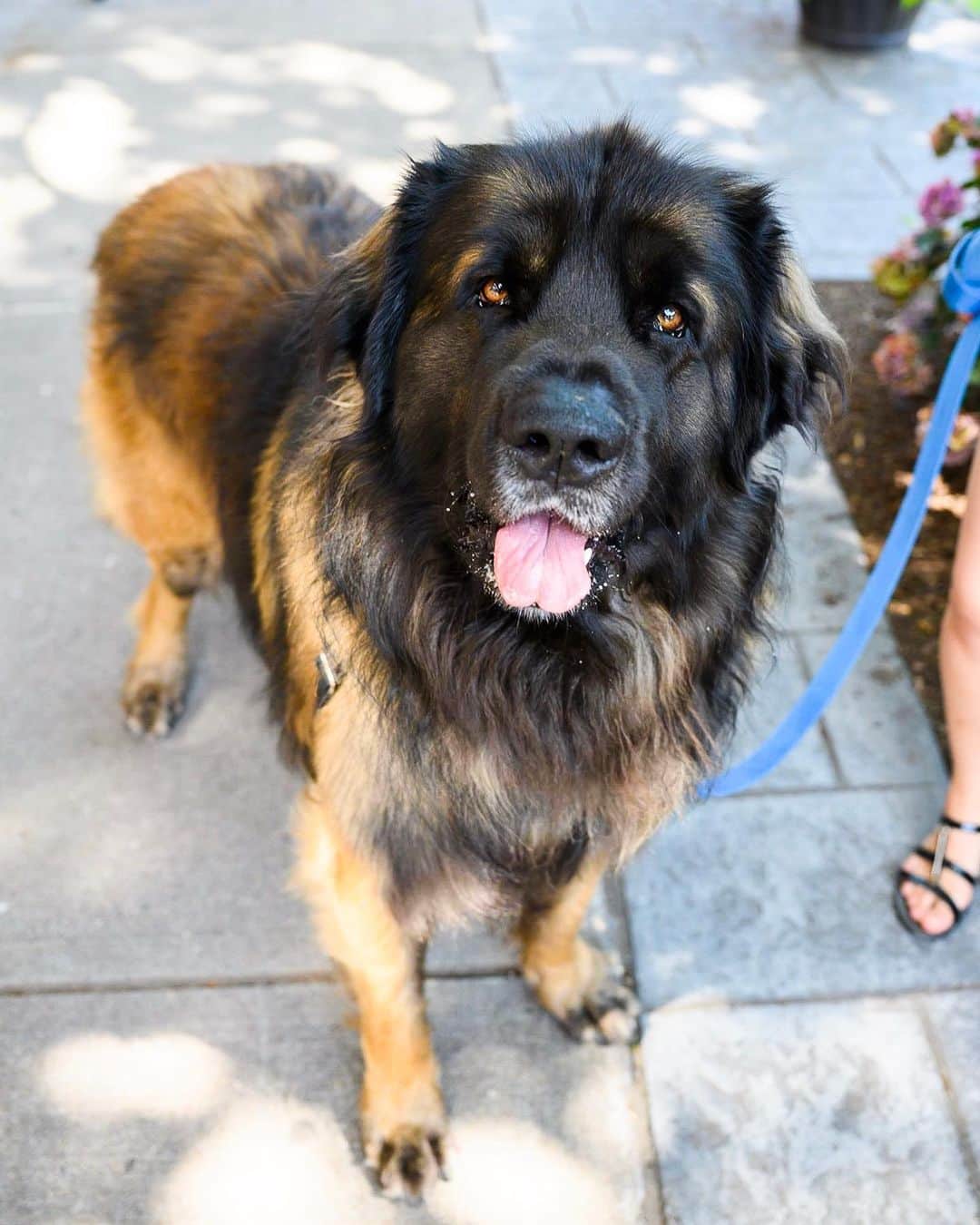 The Dogistさんのインスタグラム写真 - (The DogistInstagram)「Brody, Leonberger (2 y/o), Main Street, Falmouth, MA • “He’s a big little dog. Friendly to everyone.”」7月12日 2時03分 - thedogist