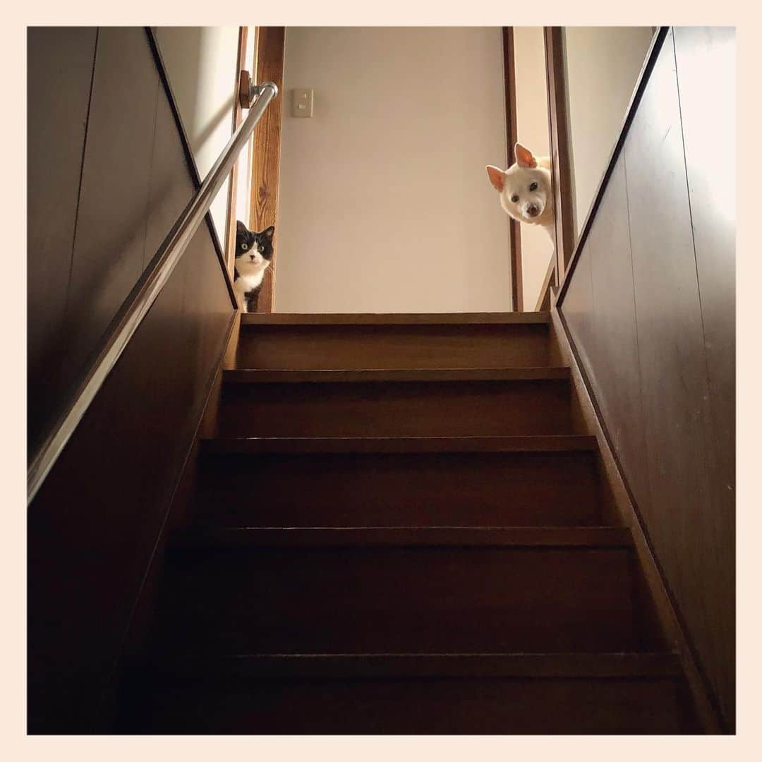 パンといっぴきさんのインスタグラム写真 - (パンといっぴきInstagram)「久しぶりの。  #stairsgram #catanddog #blackandwhitecat #tuxedocat #crossbreed #mixdog #犬と猫 #雑種犬 #元保護犬 #白黒猫 #ハチワレ #元保護猫」7月12日 2時06分 - kwhr725