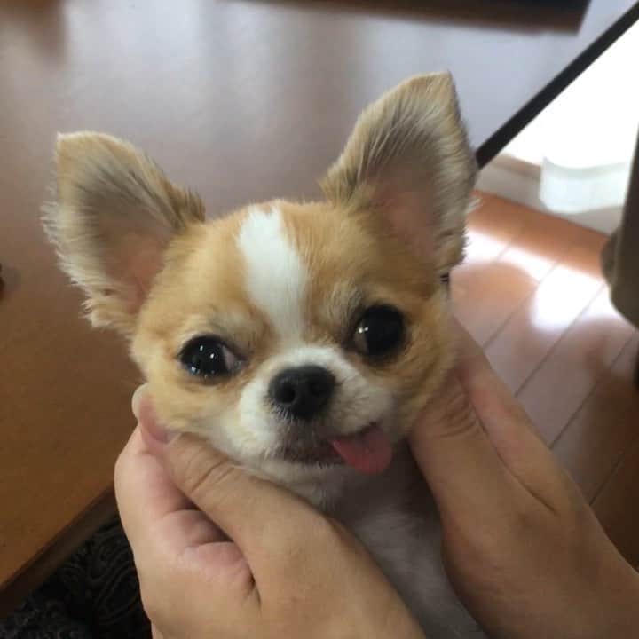 のインスタグラム：「chubby cheeks ・ むにむに🐶 ・ インスタの不調多いですね😩 いいねやコメント できてなくてすみません💦 ・ #chima #ちま #チワワ #chihuahua #ชิวาวา #ふわもこ部 #PECOいぬ部 #sniffandbarkens #WeeklyFluff #cutepetclub #doggy_lovings」