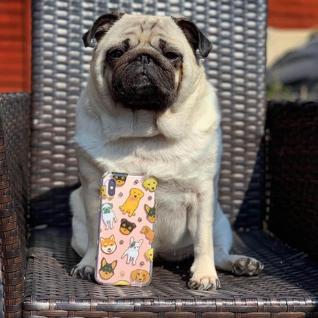 VELVETCAVIARさんのインスタグラム写真 - (VELVETCAVIARInstagram)「A true end of Thursday mood. 🐶 Dog Clear Case. Available for iPhone and Samsung. Get yours @velvetcaviar. #velvetcaviar #dogsofinstagram⠀⠀⠀⠀⠀⠀⠀⠀⠀ ⠀⠀⠀⠀⠀⠀⠀⠀⠀ 📸: @poppythepug2016」7月12日 3時01分 - velvetcaviar