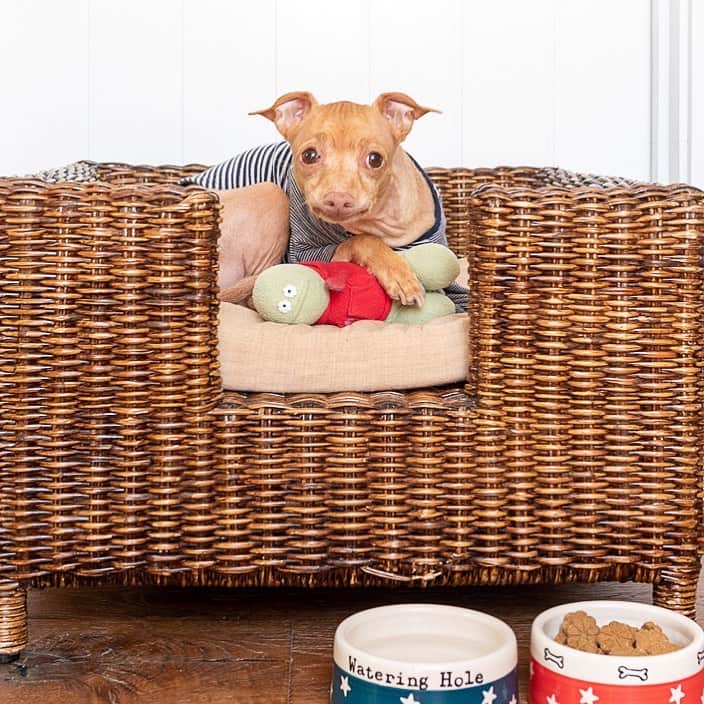 Tuna {breed:chiweenie} さんのインスタグラム写真 - (Tuna {breed:chiweenie} Instagram)「This tiny friend of mine did a #tbt takeover on @thepetspyjamas about our recent stay @artistresidence #penzance in Cornwall, UK. Finally, a “pet bed” at a hotel that he actually used. He’s always trying to take over (pun intended) ours. @thetravelingtuna」7月12日 3時32分 - tunameltsmyheart