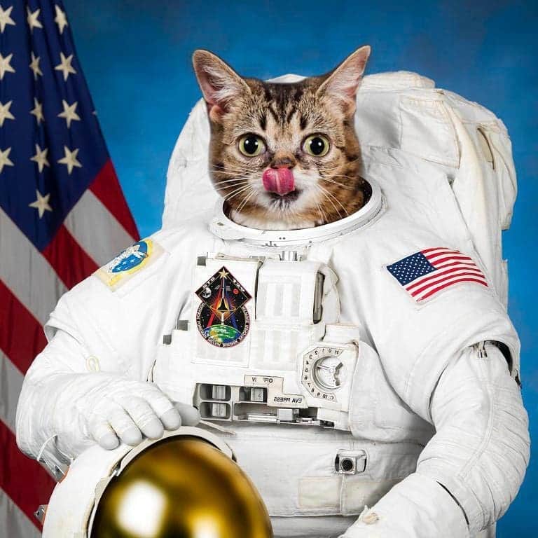 Lil BUBさんのインスタグラム写真 - (Lil BUBInstagram)「As the world's only Magical Space Cat, BUB has been invited to the @usshornetmuseum in Alameda,CA to celebrate the 50 Year Anniversary of the Apollo 11 lunar landing, and to help raise donations and awareness for Oakland's @feralchange Please join BUB for this amazing event! Info and tickets at the link in BUB's bio (or check www.lilbub.com/appearances)」7月12日 3時34分 - iamlilbub