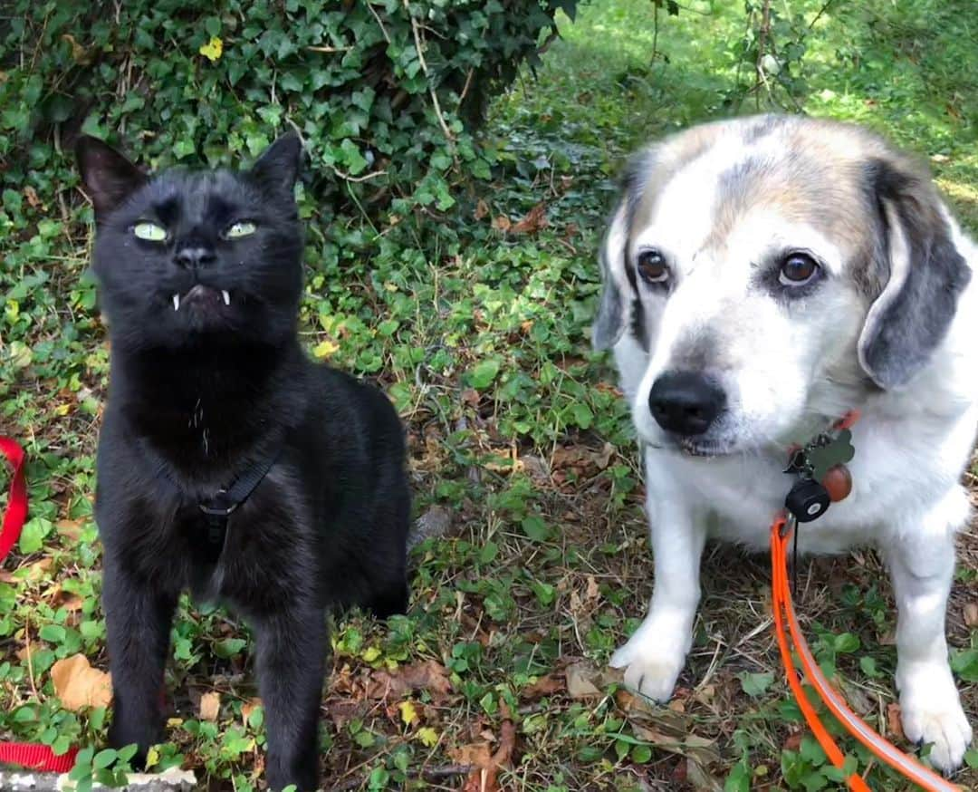 セルジオさんのインスタグラム写真 - (セルジオInstagram)「I SCREAM.. YOU SCREAM... WE ALL SCREAM FOR ICE CREAM!!! #itshot ☀️#wewanticecream (SWIPE) 🐶🧛🏿‍♂️🍦🍦 . . Cat mom here: 👱🏼‍♀️ As some of you may already know, this is Puppi- big sister to @burmaadventurecat and ourselves.  She was recently diagnosed with Lymphoma. #prayersforpuppi 🙏🏼🙏🏾🙏🏿 . . Puppi is not only our family, but a fiercely loyal service dog to cat dad, Stephen.  Puppi is known to bring smiles to all who cross her path. She happily offers her belly for rubs and is grateful just to be with her family, wherever that may be.  A GoFundMe has been created to possibly help in covering the costs of her chemo. In addition, a @burmaadventurecat apparel campaign will be launched in the upcoming days with any/all funds going towards her treatment. Keep a look out for that 👀 either here or on @burmaadventurecat’s page, if you are interested. 😊 We thank you so much for reading. *For more info or to help please click the GoFundMe link in our Bio.* . . We are so very grateful for all who have reached out, offered support and/or made donations already. It’s times like this where you see the good in people and feel the true sense of community via social media.  It’s humbling and we’re so appreciative. ♥️ . . #monkeybusiness #puppi #houndmix #furfamily #catsofinsta #dogsofinsta #gofundme #dogslife #catslife #familyfirst #vampirecat #adventuredog #catexplorer #catonaleash #catsonleashes #teef #catswiththeirtonguesout #catsofig #coicommunity #whorescuedwho #whosavedwho #myfurbabies #buzzfeedanimals #thedodo #9gagcute #boop #cutiesofinstagram」7月12日 3時43分 - monkandbean