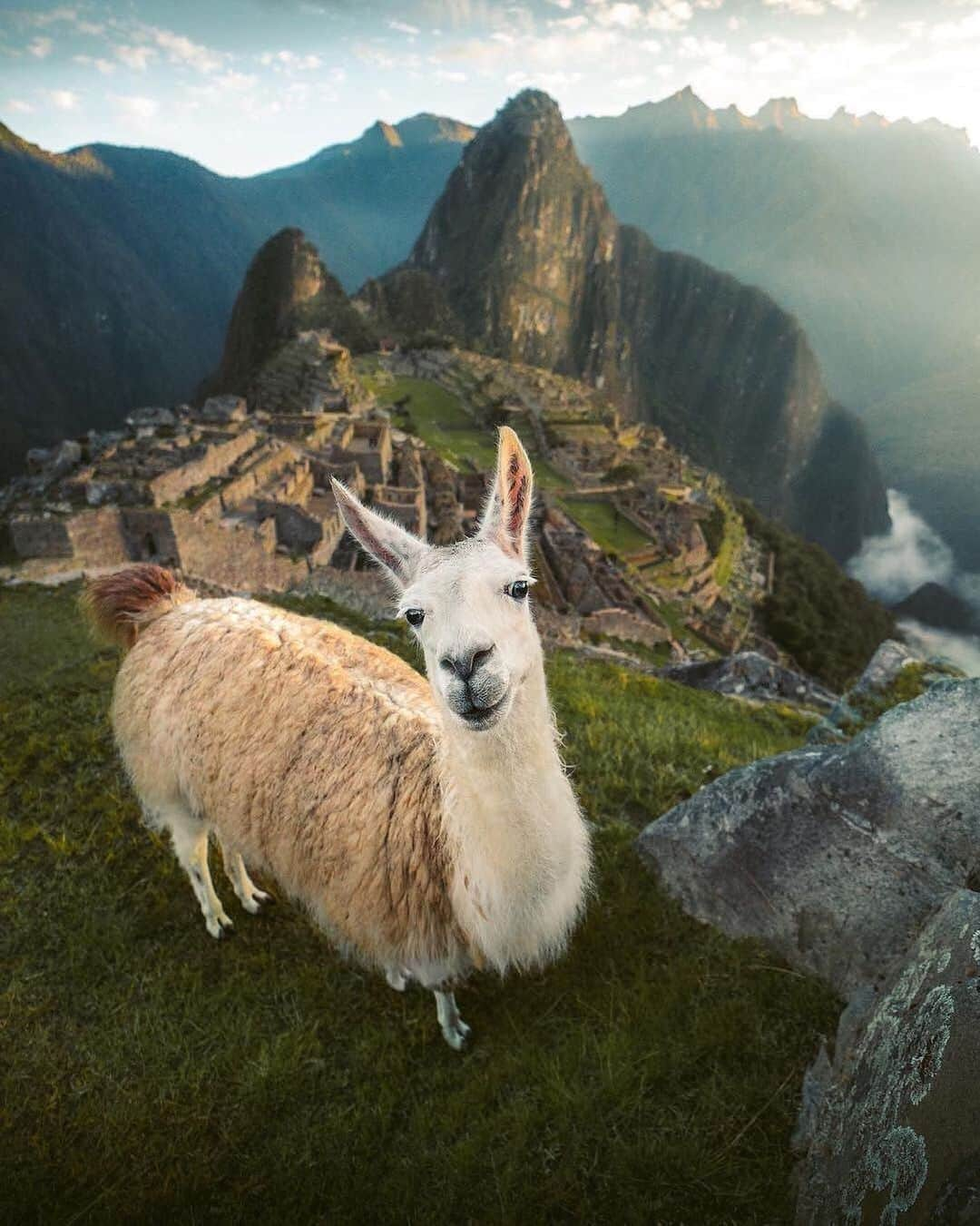 Earth Picsさんのインスタグラム写真 - (Earth PicsInstagram)「Llama 🦙 In Machu Picchu, Peru 🇵🇪 by @emmett_sparling . . . . . . . . . #earthpix  #wildlifephotography  #photography  #earth  #travel  #animals  #nature  #naturephotography  #awesome_earthpix #travelblog, #travels, #traveladdict, #travellife, #travelphoto, #travelpics, #traveldiaries, #travelbug, #travelawesome, #travelpic, #travelers, #travelgirl, #traveldiary, #traveldeeper, #travellingthroughtheworld, #travellers, #travelmore,#traveller, #travellersclub,」7月12日 3時43分 - earthpix