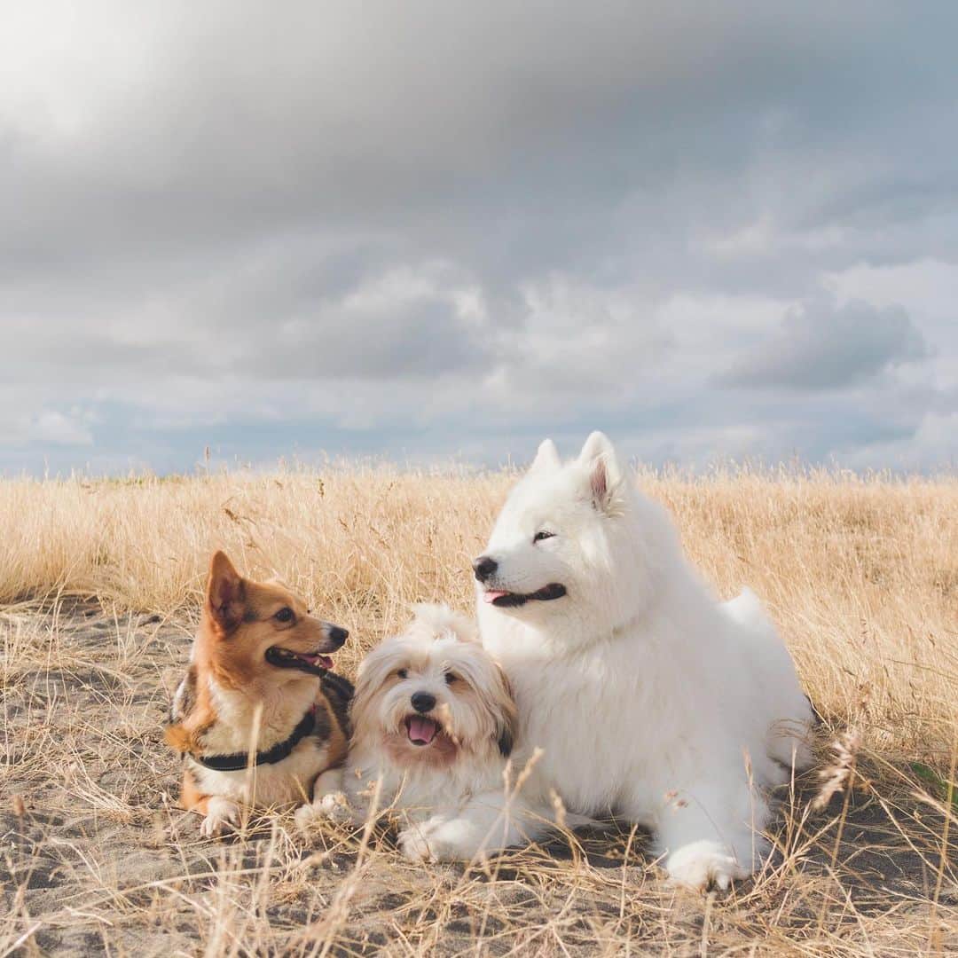 Loki the Corgiさんのインスタグラム写真 - (Loki the CorgiInstagram)「Momo looking like a third wheel while Bear and Valentina are having a moment 😆 Valentina’s weight loss is going well - thank you all for the helpful tips! As she was likely locked up in a cage for most of her life, her legs get tired easily and she isn’t used to walking very far. She has lost a few pounds so far and is walking (and even jogging!) a bit more each day. It’s a work in progress but we’re very hopeful that she can learn how to be confident and free like all dogs should be!」7月12日 9時30分 - lokistagram