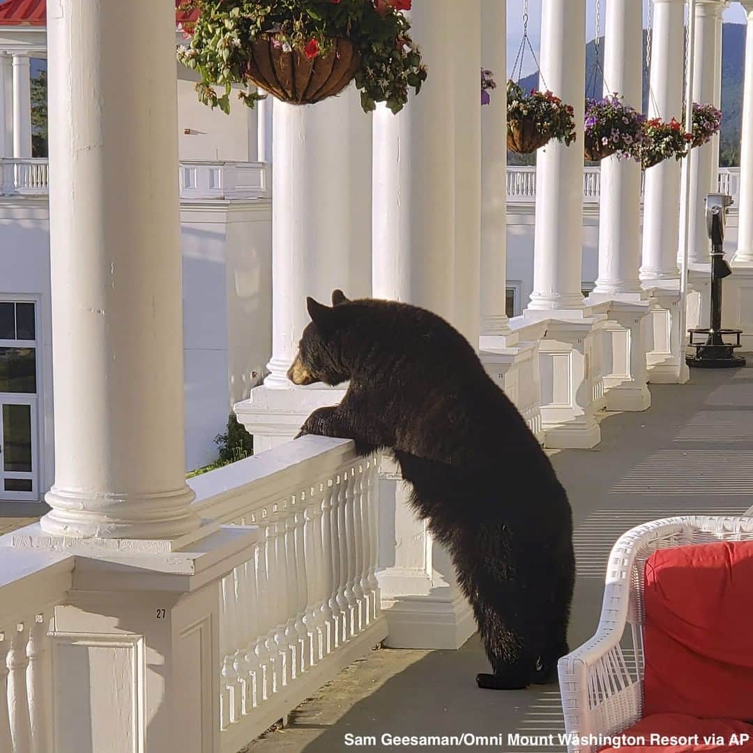 ABC Newsさんのインスタグラム写真 - (ABC NewsInstagram)「A black bear was spotted taking a peek over a veranda railing at a Mount Washington hotel before staff made noise to send the bear back into the woods. #bears #animals #cuteanimals #mouthwashington」7月12日 4時30分 - abcnews