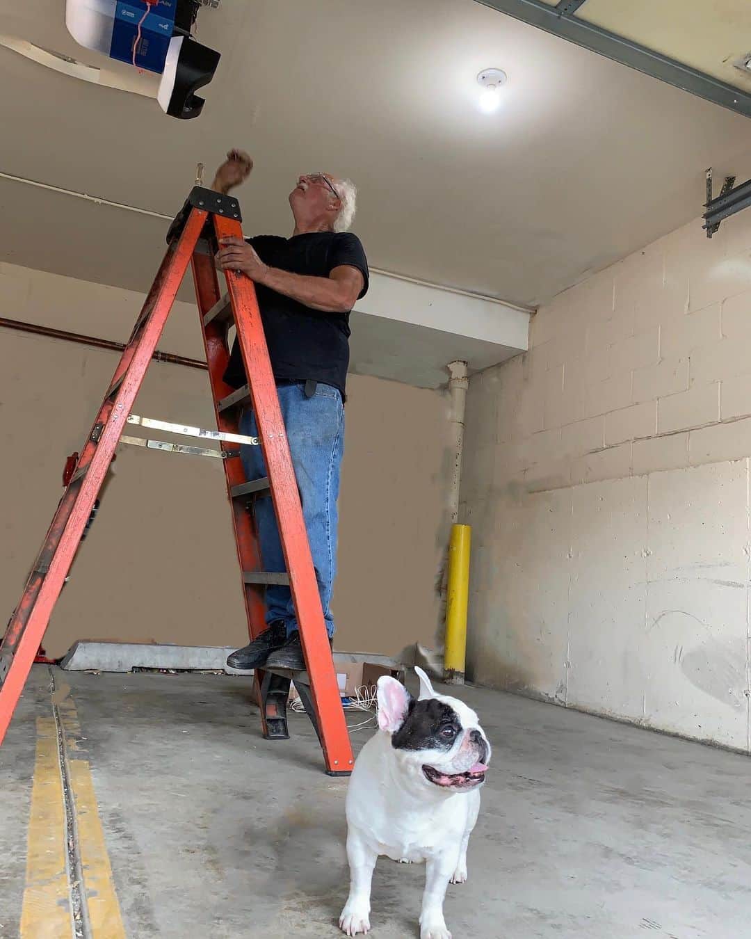 Manny The Frenchieのインスタグラム：「Ready for @KeybyAmazon in-garage delivery with my new myQ-connected garage door opener. WooHoo! No more missing or wet packages 📦 .  #ad #AmazonPrimeDay #myQConnected #InGarageDelivery #SmartGarage」