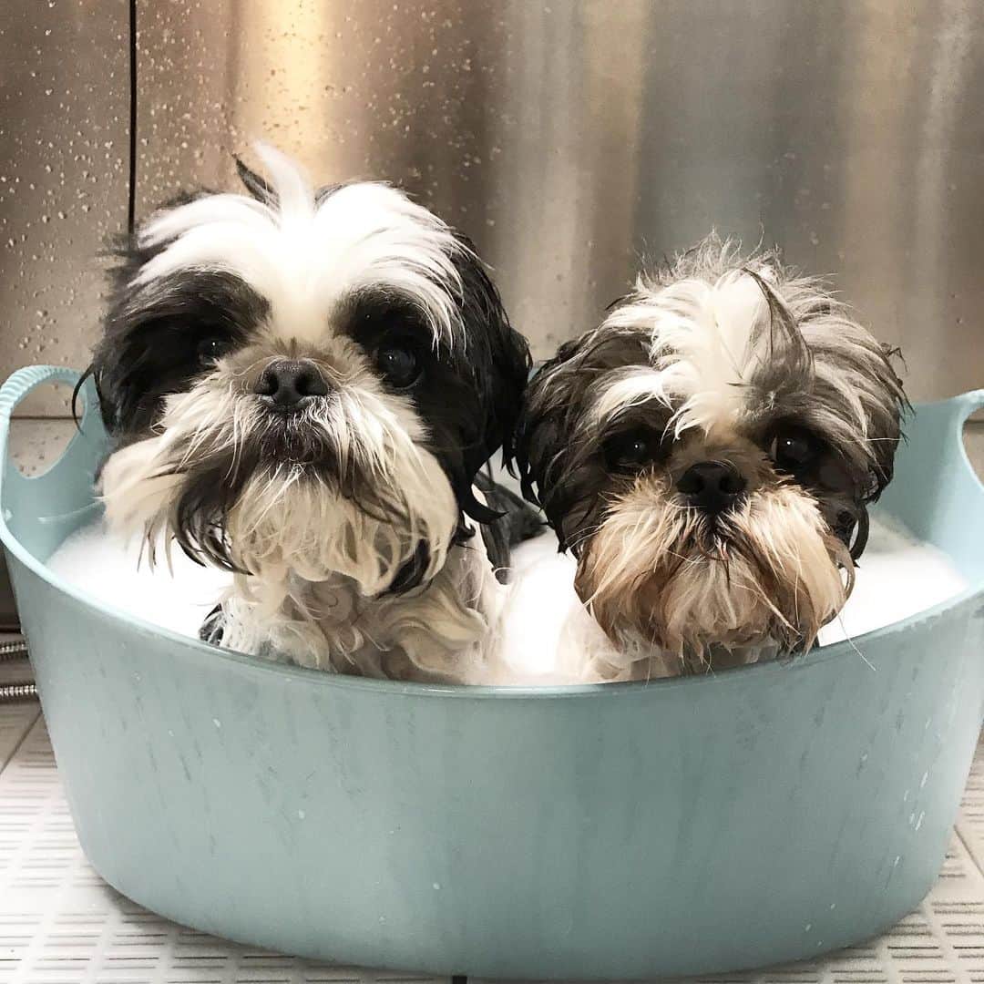 Dogs by Ginaのインスタグラム：「Gus and Gizmo 🐾」