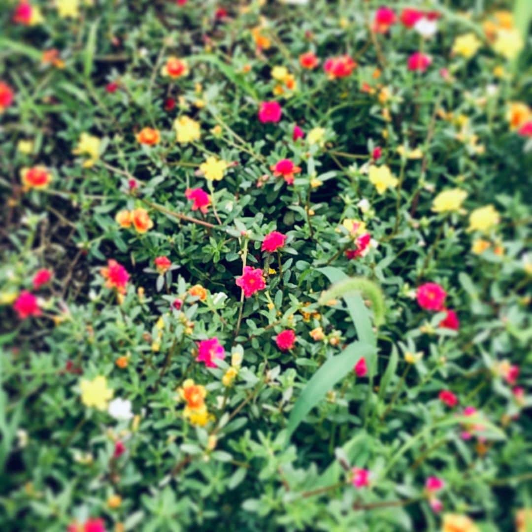 中野敬久さんのインスタグラム写真 - (中野敬久Instagram)「#blossom #parking #park #flower #flowersoflife」7月12日 4時47分 - hirohisanakano