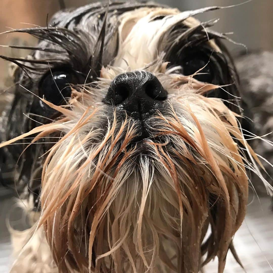 Dogs by Ginaさんのインスタグラム写真 - (Dogs by GinaInstagram)「Dont we all come to #napavalley for the mud baths? 🐾」7月12日 4時56分 - napanatural.dogco