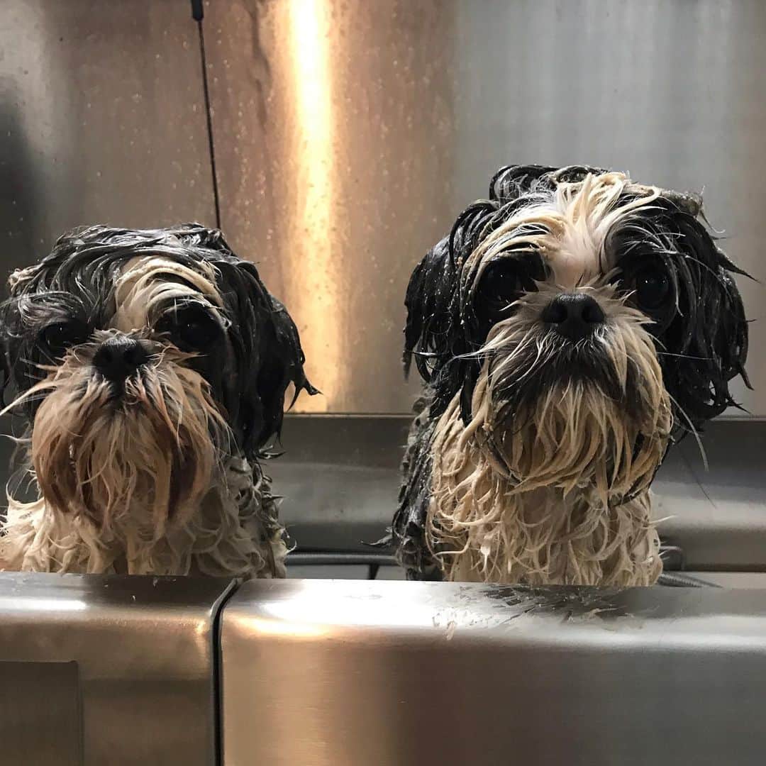 Dogs by Ginaのインスタグラム：「Dont we all come to #napavalley for the mud baths? 🐾」