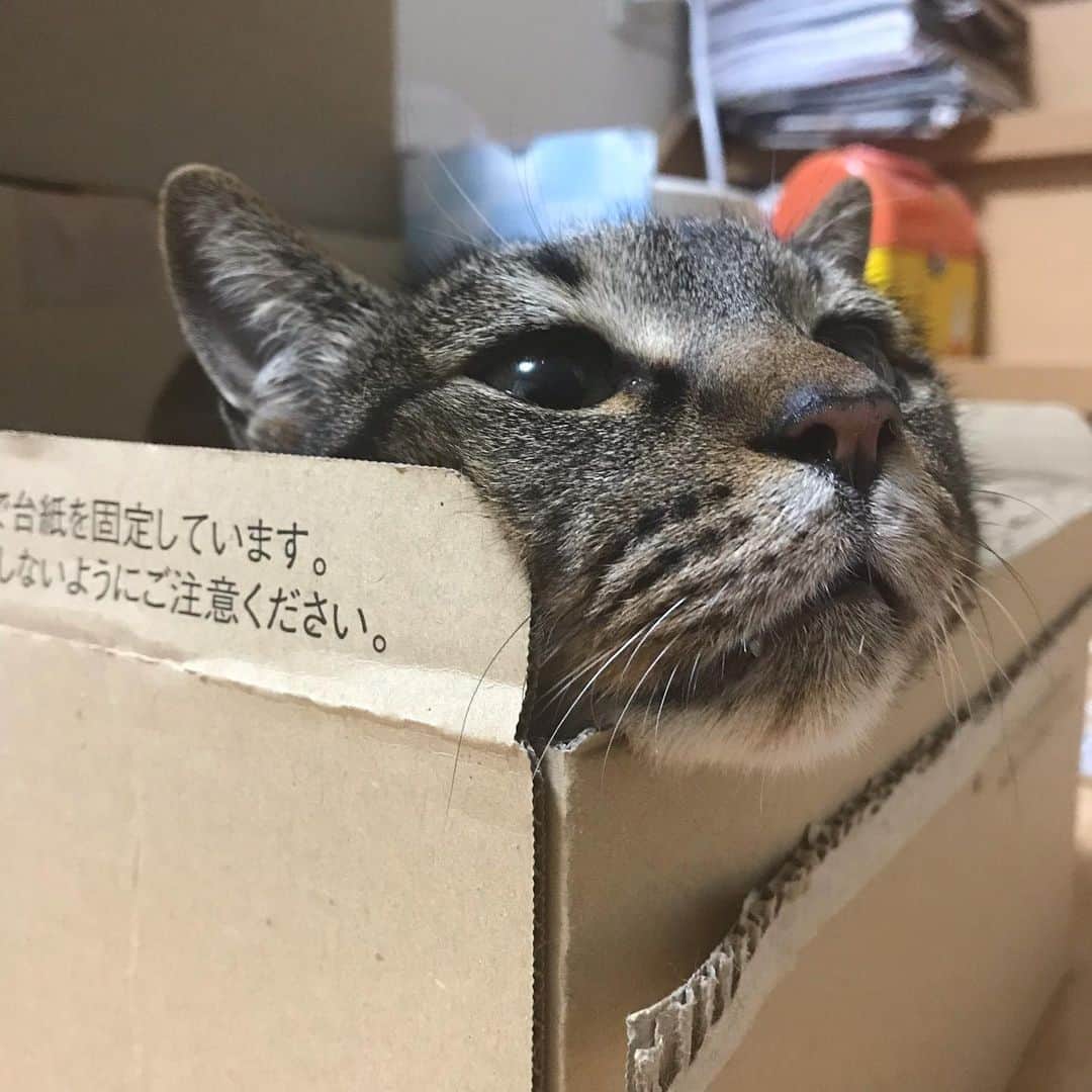 小森高博のインスタグラム：「それ苦しくないんですか？」