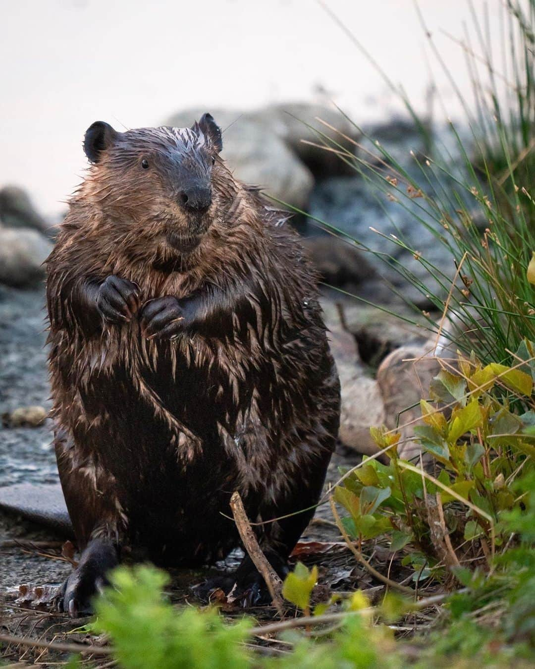 バンクーバー観光局- Tourism Vancouverさんのインスタグラム写真 - (バンクーバー観光局- Tourism VancouverInstagram)「カナダの国獣ビーバー。人間以外の動物で唯一自分の生活のために周囲の環境を作り替えるといわれていて、ダムづくりの様子から勤勉の象徴ともされています。⁠ 📷 : @dnleeming_images(Instagram)⁠ .⁠ .⁠ .⁠ #カナダ #バンクーバー #Vancouver #旅 #旅行 #女子旅 #旅好き #一人旅 #海外旅行 #トラベル #旅女子 #旅行好きな人と繋がりたい #旅好きな人と繋がりたい #旅行好き #旅行大好き #旅行行きたい #旅に出たい #海外 #旅の記録 #旅の思い出 #旅行記 #旅したくなるフォト #マイトリップ #マイトリ #retrip_global #風景 #世界一周 #ダレカニミセタイケシキ #ビーバー #国獣⁠」7月12日 6時00分 - vancouvertabi