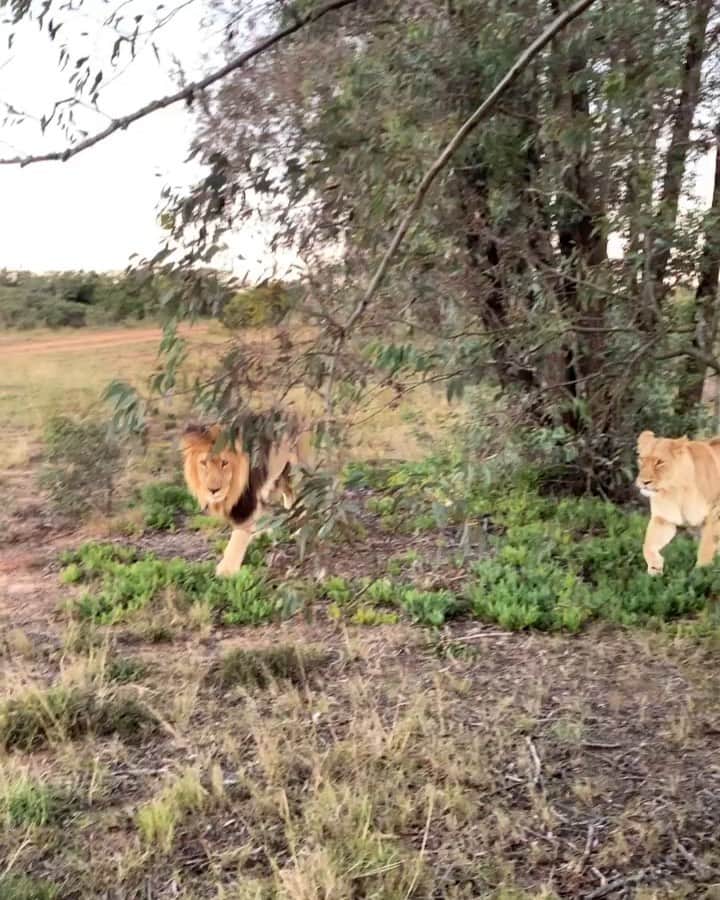 ニッキ・バン ダイクのインスタグラム：「🦁💛」