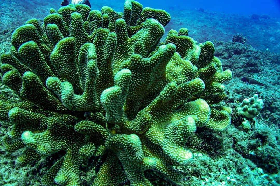 And Youさんのインスタグラム写真 - (And YouInstagram)「Coral reef are the rainforests of the sea. . . . . . . . . . . . . . . . #hawaiivacation #hawaii #oahu #oahutours #hawaiitours #unrealhawaii #hawaiiholiday #oceanlife  #sealife #dolphin #dolphinsnadyou #dolphintour #coral #reef」7月12日 6時23分 - dolphinsandyou