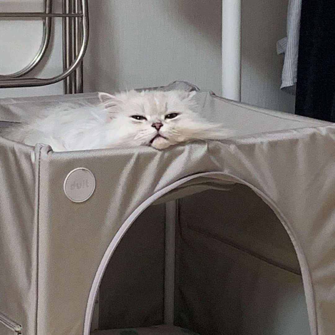 후추네큰언니のインスタグラム：「😭💕」