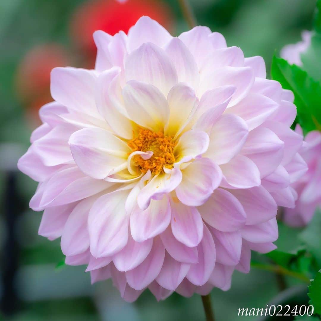 mani022400さんのインスタグラム写真 - (mani022400Instagram)「. 12 Jul. 2019 . Good morning🌸🌺🌹✨ . . . . . . 🌺🌺🌺🌷🌷🌷🌹🌹🌹🌸🌸🌸 ご訪問ありがとうございます🙇 . お花以外の写真は サブアカウントにポストしています。 良かったら、覗いてください🙇🙇 ⬇️⬇️⬇️ @mani0224000 . 🌺🌺🌺🌷🌷🌷🌹🌹🌹🌸🌸🌸 . . . 🔷🔷🔷🔷🔷🔷🔷🔷🔷 #カメラ好きな人と繋がりたい  #flower  #花 #flowers  #写真好きな人と繋がりたい love_bestjapan  serahana #ファインダー越しの私の世界  #花のある暮らし  #bns_lite #eclecticshow #explore_floral . #9vaga9  9Vaga_Rose9  9vaga_3flowers9  #floristsandflowers #ip_blossoms_member #fabulous_shots ig_flowers #ponyfony_flowers #meiko_flora_member meiko_roses  #myheartinshots #la_flowers #rainbow_petals #top_favourite_flowers  #quintaflower #inspiring_shot #phx_flowers #dreaming_in_macro flower_special_legend  nature_special_legend  #ind_flowers #tv_flowers #best_mmf_vipday  #best_beauty_flora_  9vaga_flowersart9 #ptk_flowers #fleur_noblesse_m .」7月12日 6時41分 - mani022400
