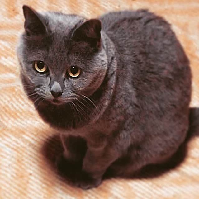 チキン南蛮カレーのルウ王子のグルメインスタ