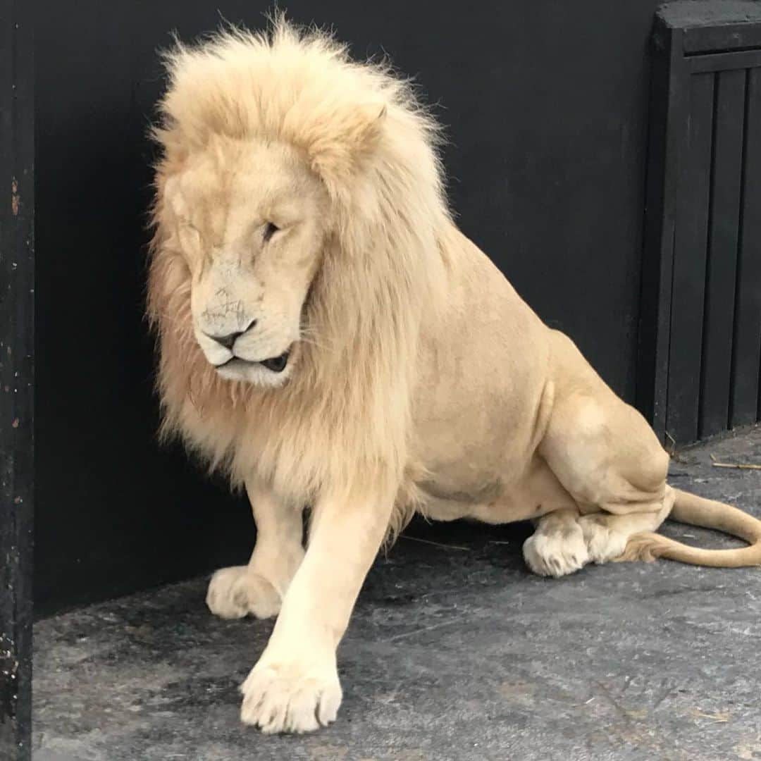 Black Jaguar-White Tiger さんのインスタグラム写真 - (Black Jaguar-White Tiger Instagram)「We removed some balls from inside Ali’s right ear again. In a week, we’ll have the results from pathology. He woke up from the anesthesia in a terrible mood. Don’t worry, I’m sure that the Planet will take care of Ali and it’ll be nothing serious. But Think Blue please. Blue Energy and Blessings are always welcomed... #ThinkBlue #KingAliBJWT #SaveLions #ThinkBlue  @drmariomacias @drpuentecompean」7月12日 6時47分 - blackjaguarwhitetiger