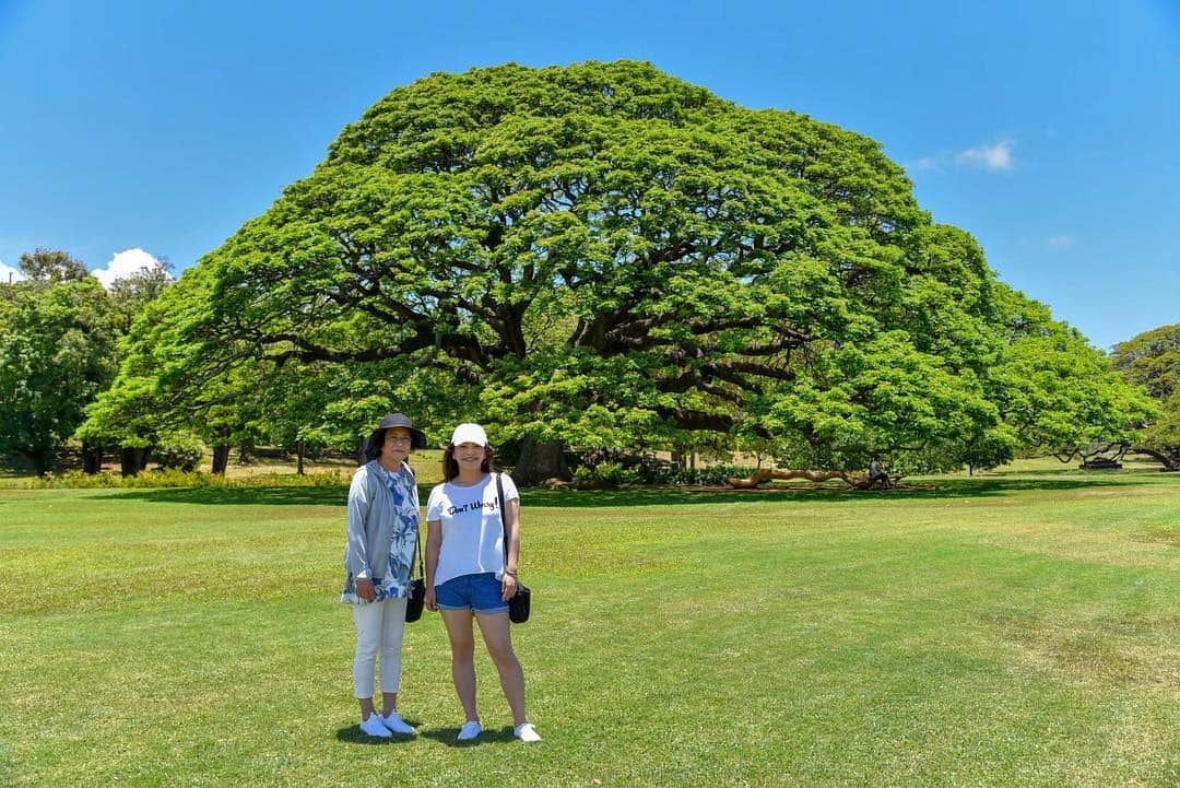 kawaiihawaiitourさんのインスタグラム写真 - (kawaiihawaiitourInstagram)「カワイイ・ハワイ・ツアーのどこでもツアーでは、日立の樹こと、この木なんのも大人気です‼️😄🤙 当社では、お客様が行きたいところを自由に選んでもらって好きなようにツアーが回れます。 --------------------------------------------------------- ❤️Kawaii Hawai'i Tour / カワイイ・ハワイ・ツアー ❤️✨🌈プラン🌈✨ (ハワイ州政府公認会社 PUC 497-C) ✔︎日本人経営 日本人ガイド付きツアーなので安心️🏝✨😎👍🏽 ✔︎あなただけのオリジナルツアーが作れます ✔︎初ハワイ満喫コース、オススメスケジュールご用意しています‼︎ ✔︎ガイドブック派？それともローカル体験派？ ✔︎なんでもご相談下さい 💁🏽‍♂️💁🏽☀️🏝✨😎👍🏽 ✔︎お写真もたくさんお撮りします🤳 -------------------------------------------------------- お客様の笑顔が私達の笑顔をモットーにツアーをさせてもらっています🚙🚖🚘 --------------------------------------------------------- #ハワイ #hawaii #カワイイハワイハワイツアー #kawaiihawaiitour #ハワイどこでもツアー  #ハワイ貸し切りツアー #ハワイツアー #ハワイオプショナルツアー #ハワイチャーターツアー  #インスタ映え  #ファインダー越しの私の世界  #ハワイ旅行 #天国の海  #ラニカイビーチ #ピルボックス #ピンクピルボックス #ハワイウェディング #ハワイウェディングフォト #ハワイハネムーン #ハワイ挙式  #ハレイワ #カイルア  #アウラニディズニー #カカアコ #カカアコウォールアート #女子旅  #ハワイ観光  #モアナルアガーデン #この木なんの木 #日立の樹」7月12日 6時59分 - kawaiihawaiitour
