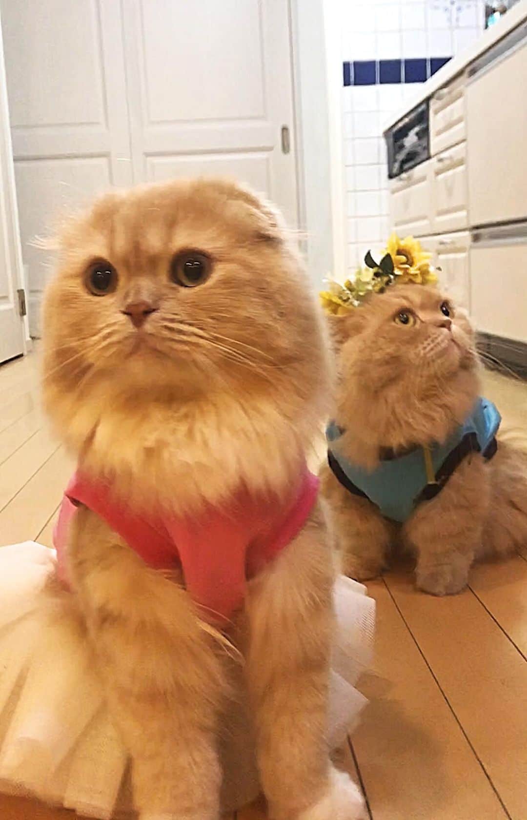 のインスタグラム：「. . ブルゾンちえみ風 登場 『あー メダルもらえて よかった❣️』 『メダル？眺めるんじゃなくて...とるの』 『そしてウェアのサイズは、35億』 . 今日はオサレしてみたにゃ ミライトワ シャツに花冠🌼 ソメイティ シャツにチュチュ👗 (ベルもすずもサイズは3) . . にゃんこも着れちゃうドッグウェア @threearrows20190925 #スリーアローズファン . #東京2020 #東京2020オリンピックマスコット #ミライトワ #ソメイティ #ニャリンピック #ブルゾンちえみ . #ベルちゃん #すずちゃん ・ NAME : Bell  ベルちゃん Breed : minuet  ミヌエット 🎂 : 2016.5.15  3歳 ・ NAME : Suzu すずちゃん Breed : Scottish fold スコティッシュフォールド 🎂 : 2018.3.21  1歳」