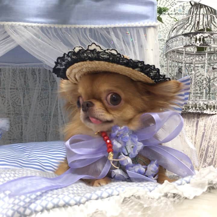 kayoのインスタグラム：「* * お風呂上がりは眠たくなる〜😪 * * 放心状態からハッと我に返る くりお😂 * * kulio💗 * * #chihuahua#chihuahualove#dogstgram#dog#instadog#チワワ#チワワ大好き * *」