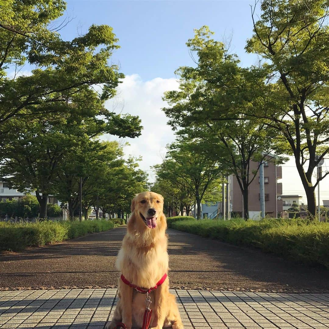 ikumiさんのインスタグラム写真 - (ikumiInstagram)「* * 7/12/2019 🌤 . Good morning. . 久しぶりの青空朝！ 久しぶりのグリーンアベニュー。 午後からはお天気下り坂。 * * #goldenretriever#golden#retriever#instadog#犬ばか#ふわもこ部#大型犬のいる暮らし#ぴーすっ子#2019年7月」7月12日 7時10分 - ikumi.betty_jupiter