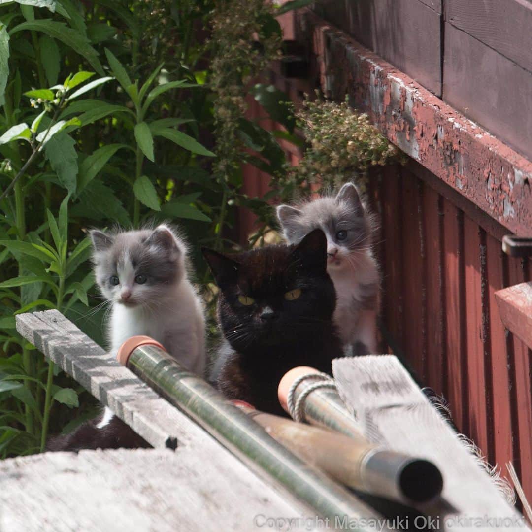 Masayukiさんのインスタグラム写真 - (MasayukiInstagram)「Family  おはようございます。 Good morning from Tokyo Japan 🐌🐌🐌 #cat #ねこ」7月12日 7時14分 - okirakuoki