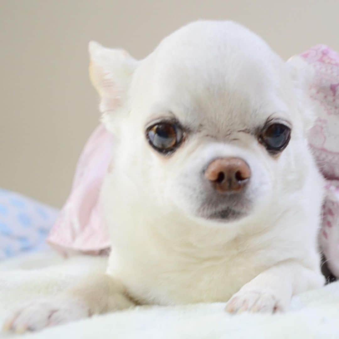 KORIKIのインスタグラム：「おはようございます♪ *  #dogofsapporo #dog, #dogs, #dogstagram,#chihuahua,#犬バカ部,#チワワ,#koriki, #hanadog #白スムチ連合会, #スムチー,  #dogofthedayjp, #dogoftheday  #ilovemydog #instadog #instapet #WhiteChihuahua  #吉娃娃 #치와와  #dogsofinstagram #Chihuahualover  #チワワの輪 #barkbox #WhiteChihuahuaParty #もふもふモフモフ」