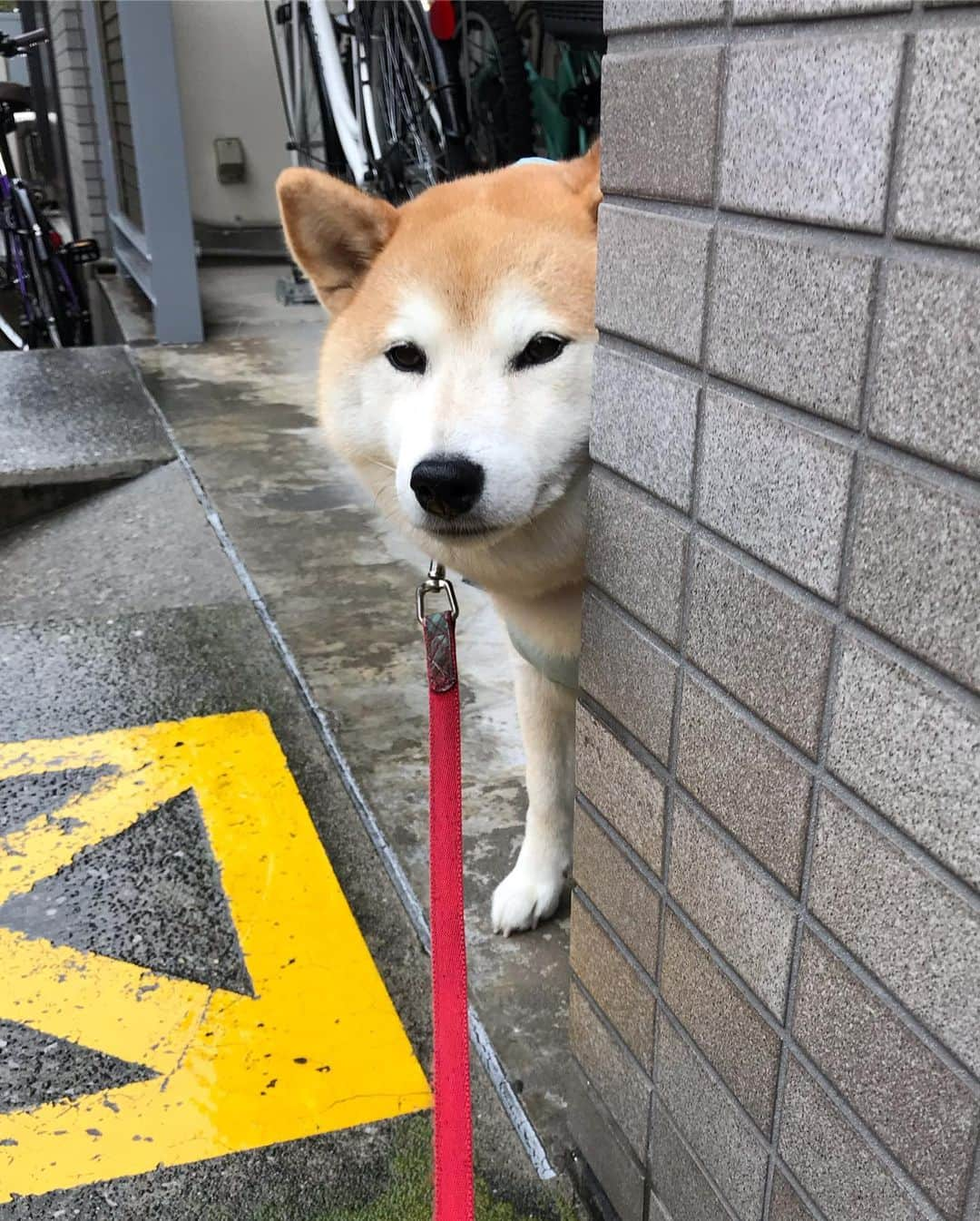 柴犬のモモさんのインスタグラム写真 - (柴犬のモモInstagram)「おはようございます。家政婦は見た!みたいになっている #カッパ隊 モモ隊員。足濡れるのイヤイヤ、帰って来たら元気いっぱい #いぬ #イヌ #犬 #柴犬 #赤柴 #日本犬 #犬バカ部 #ふわもこ部 #いぬら部 #癒しわんこ #柴犬マニア #犬のいる暮らし #口角キュキュッと部 #shiba #shibainu #shibadog #dogstagram #dogsofinstagram #shibastagram #shibasofinstagram #shibamania #inu #instadog #toyota_dog」7月12日 7時52分 - shi_ba_i_nu_momo