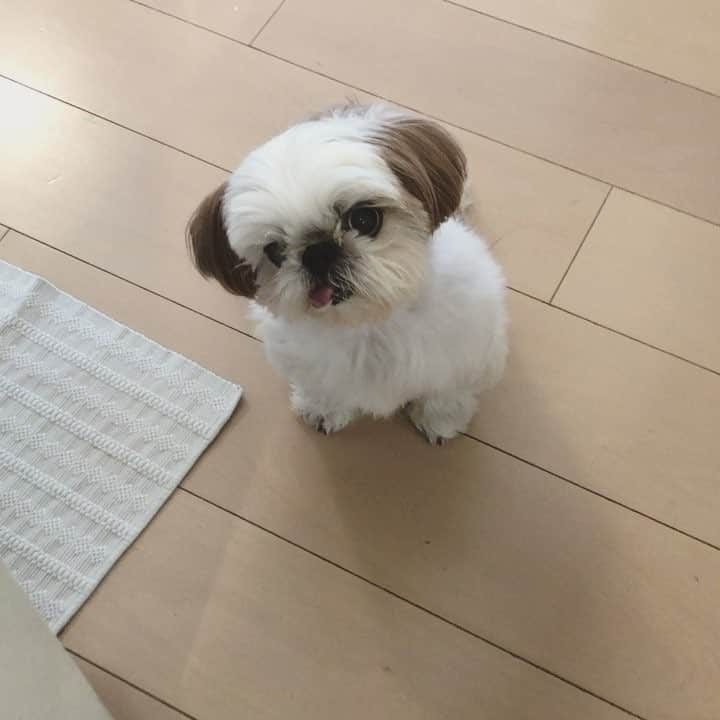 いりこのインスタグラム：「ご飯の用意しだしたらすぐキッチンに走ってきて無言でペロペロ👅圧力かけられる毎日。」
