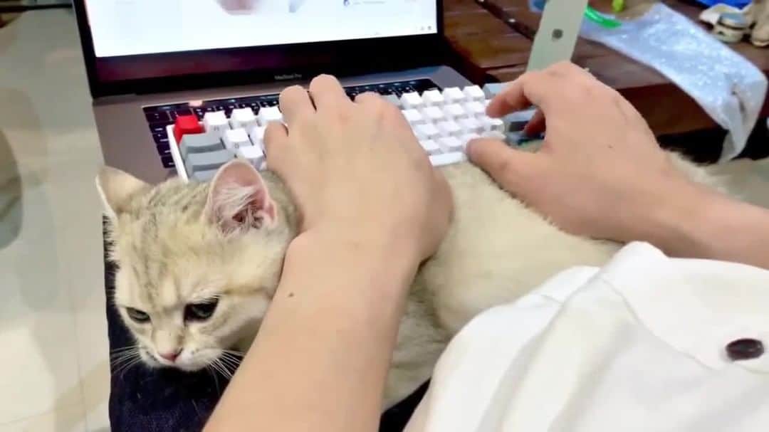 のインスタグラム：「When you need an armrest ⠀ ⠀ 📹@dione.cat⠀ ⠀ #meowed #dionecat #perfectfit」