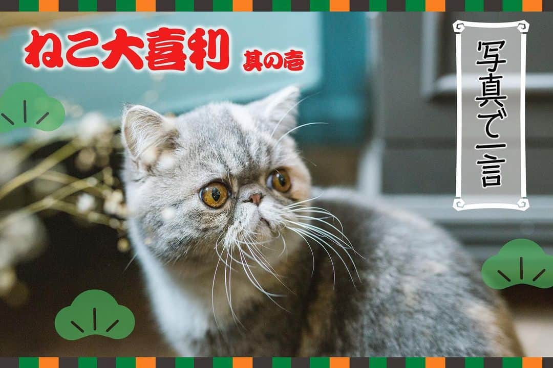 ねこさんのインスタグラム写真 - (ねこInstagram)「ででんっ❣️本日発売の雑誌「ねこ 111号」102ページでも掲載されているのですが…ふふふ😙 ジャン❣️【ねこ大喜利】やりたいと思います❣️👏✨パチパチパチパチ まずは、其の壱👆🏻こちらのねこ写真を見て、皆さんが思いついた一言をコメント欄にずらーーっと書いていってくださぁーいっ(о´∀`о)✨ 頂いたコメントから優秀賞を選ばせて頂き、次号のねこ(10月発売の112号)で発表します😻♫ この、ねこ大喜利は計4枚の写真をupする予定で、今日が記念すべき1枚目です😙❣️次のup日は8月1日で〜す😆💓 コメントはお一人様1コメントでお願いします🙇‍♂️✨ 遠慮せず思いついた一言いっぱいコメント欄に書いてってね〜😂💪🏻🌈楽しみに待ってます😃🌟 #neko_magazine #ねこ #猫 #ネコ #catstagram #cat #ねこマガジン #NEKONOBA #大喜利」7月12日 18時21分 - neko_magazine