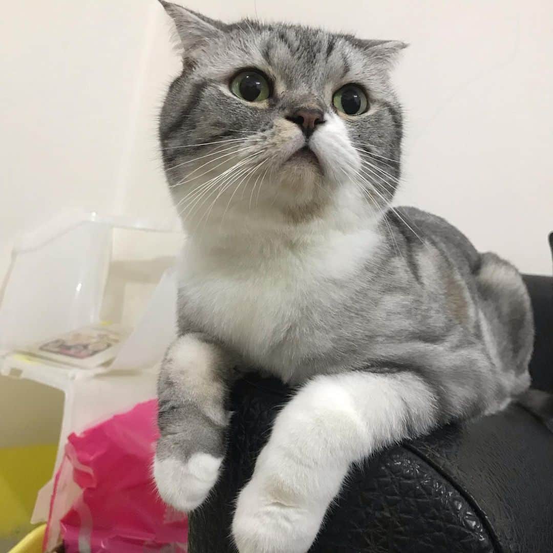 のインスタグラム：「毛が伸びたん . #cat #catstagram #catsofinstagram #instacat #cutecat #katsuo」