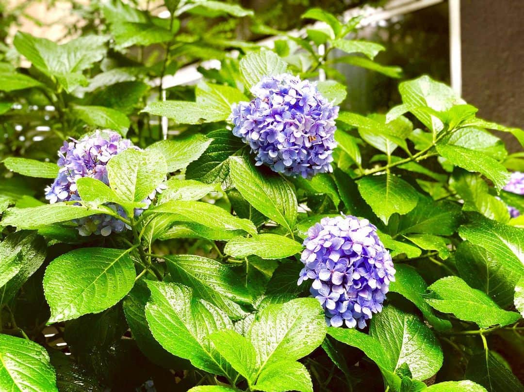 トミーさんのインスタグラム写真 - (トミーInstagram)「紫陽花が咲いてる！いつまで梅雨？」7月12日 18時35分 - tommymizutamaribond