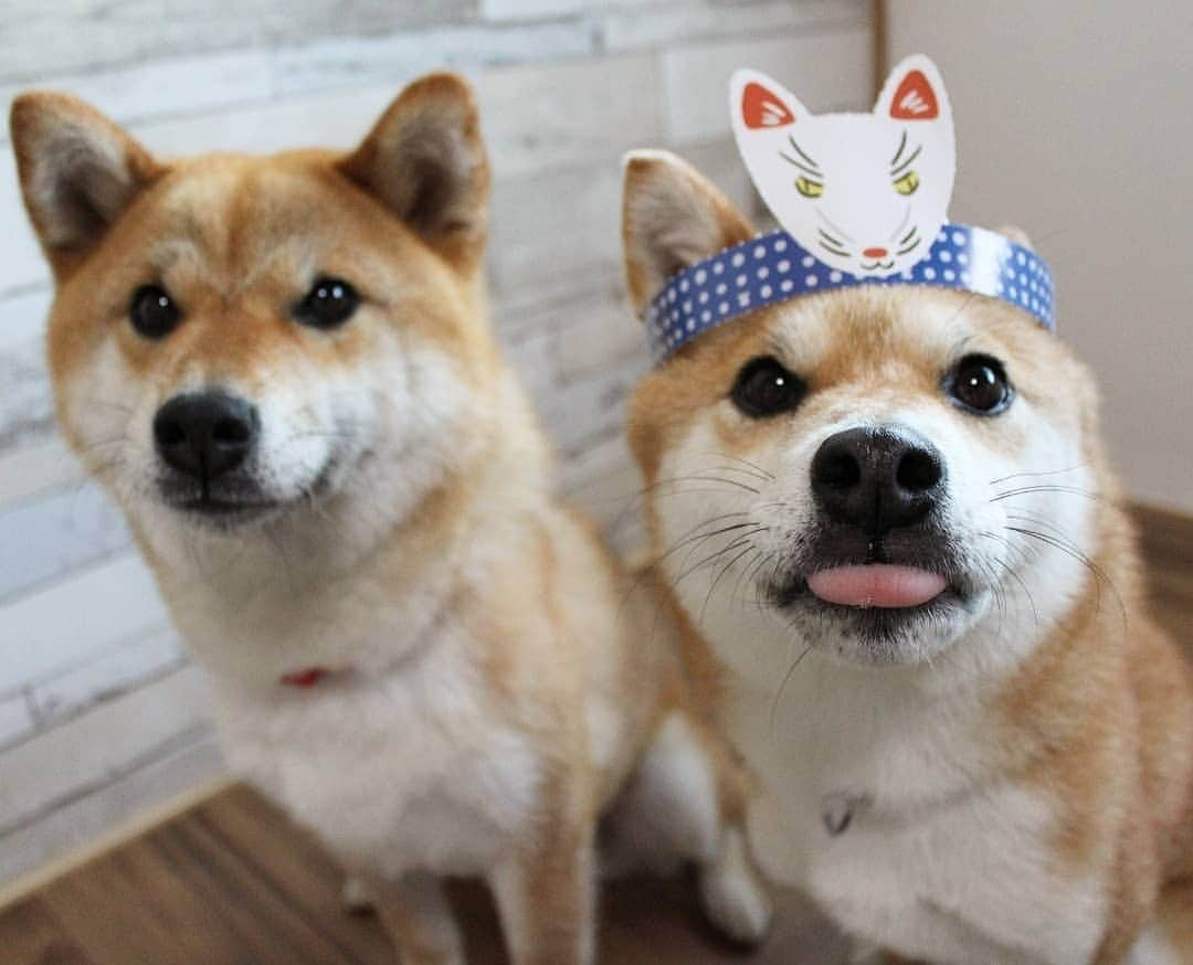 柴犬たま Shibainu Tamaのインスタグラム