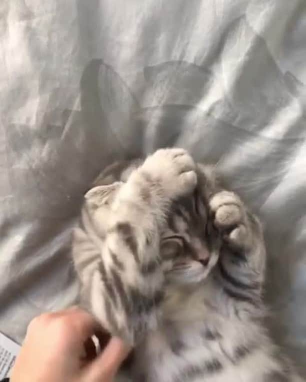 のインスタグラム：「Me in the morning⠀ ⠀ 📹@astonthescottishfold⠀ ⠀ #meowed #astonthescottishfold #ScottishFold #💤」