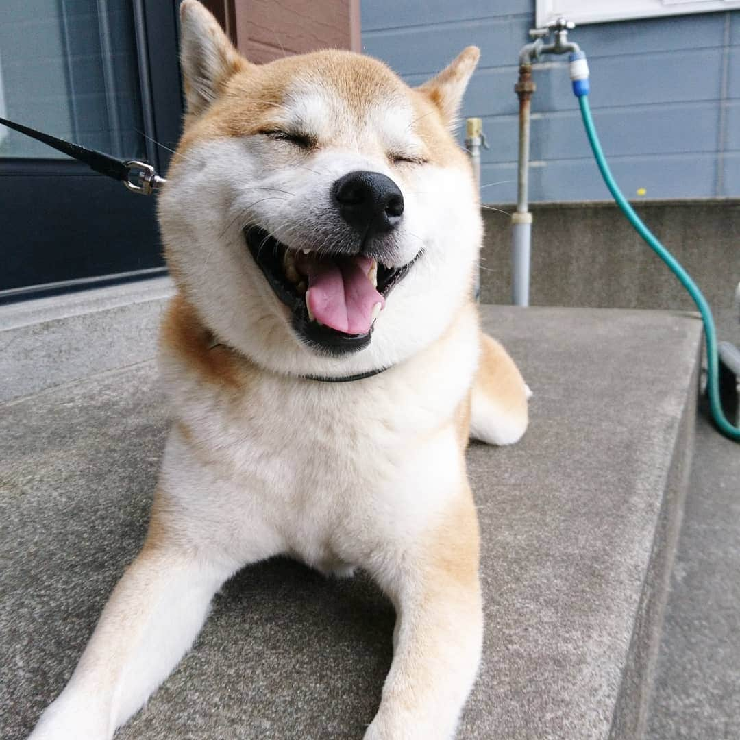 柴犬⭐️サスケのインスタグラム