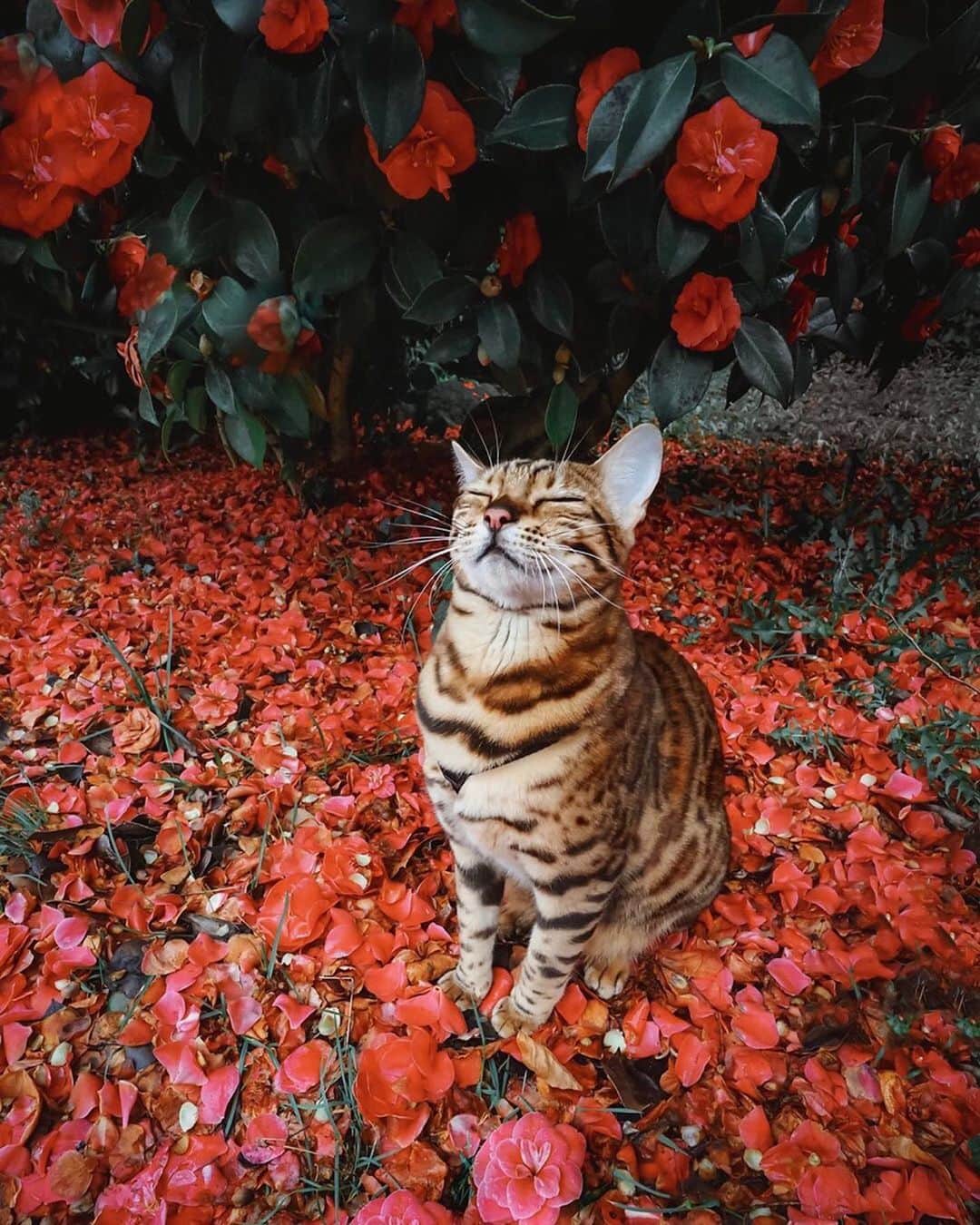 Cats of Instagramさんのインスタグラム写真 - (Cats of InstagramInstagram)「From @sukiicat: “You belong among the wildflowers. 🌸🌻🌼 Which of these photos is your favorite?! 😽” #catsofinstagram」7月12日 10時27分 - cats_of_instagram
