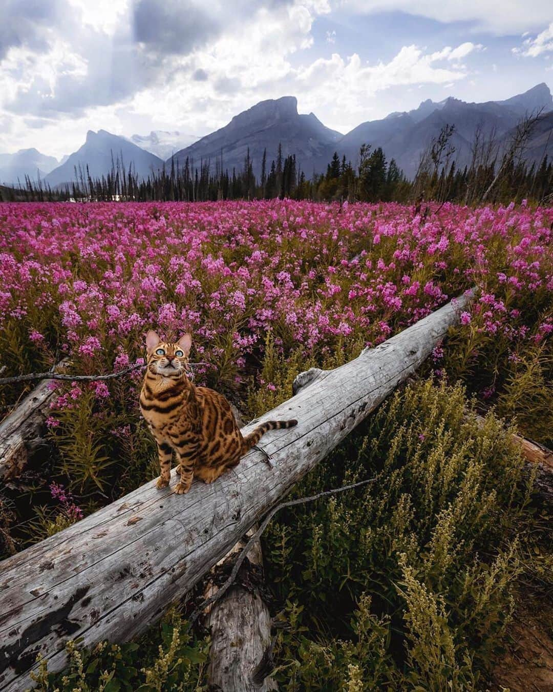 Cats of Instagramさんのインスタグラム写真 - (Cats of InstagramInstagram)「From @sukiicat: “You belong among the wildflowers. 🌸🌻🌼 Which of these photos is your favorite?! 😽” #catsofinstagram」7月12日 10時27分 - cats_of_instagram