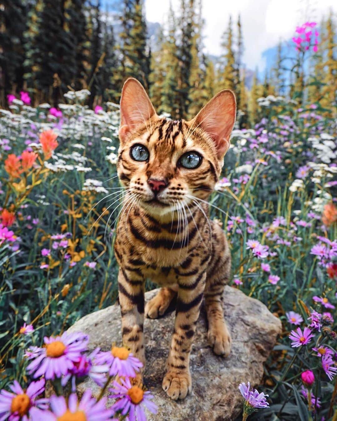Cats of Instagramさんのインスタグラム写真 - (Cats of InstagramInstagram)「From @sukiicat: “You belong among the wildflowers. 🌸🌻🌼 Which of these photos is your favorite?! 😽” #catsofinstagram」7月12日 10時27分 - cats_of_instagram
