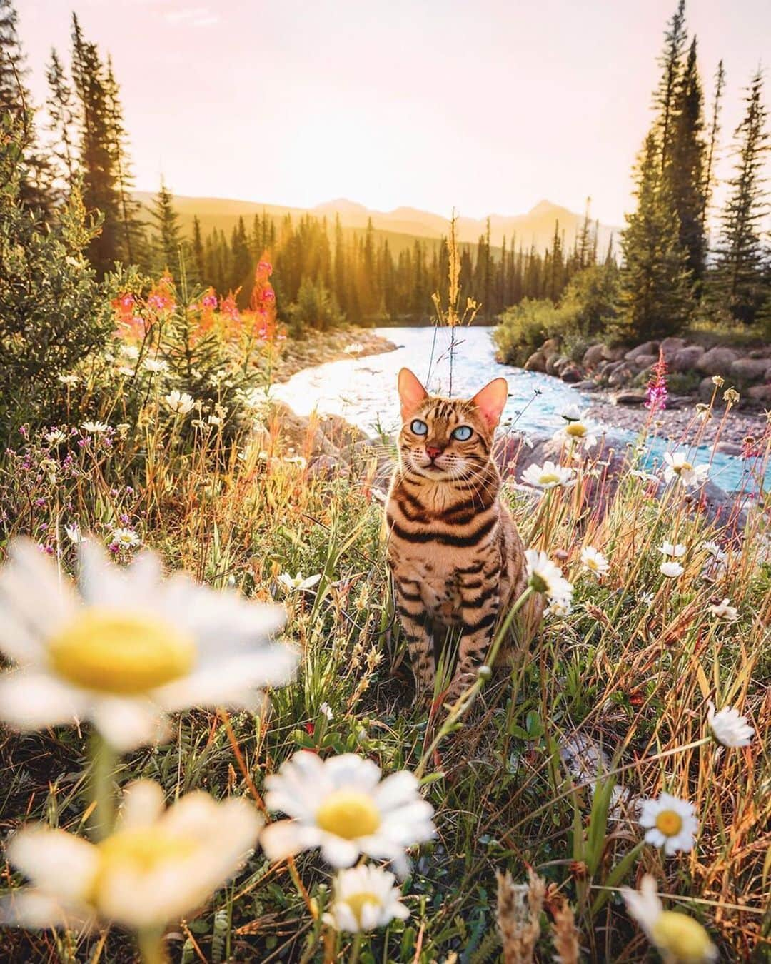 Cats of Instagramさんのインスタグラム写真 - (Cats of InstagramInstagram)「From @sukiicat: “You belong among the wildflowers. 🌸🌻🌼 Which of these photos is your favorite?! 😽” #catsofinstagram」7月12日 10時27分 - cats_of_instagram